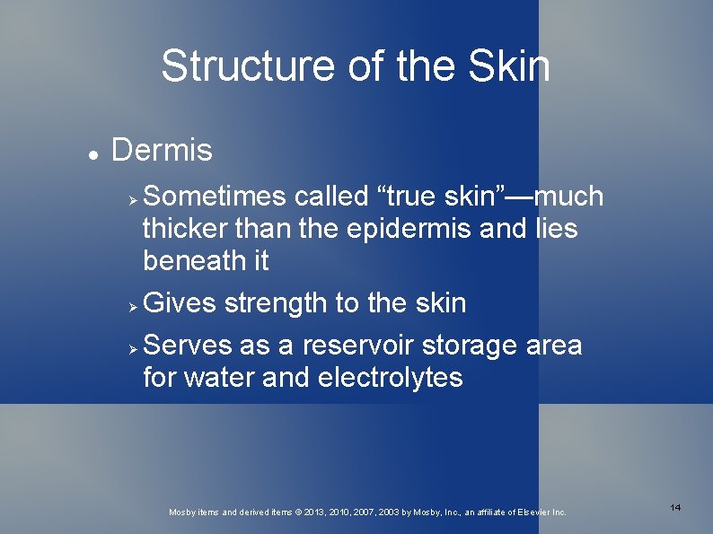 Structure of the Skin Dermis Sometimes called “true skin”—much thicker than the epidermis and