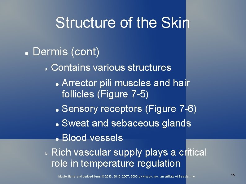 Structure of the Skin Dermis (cont) Contains various structures Arrector pili muscles and hair