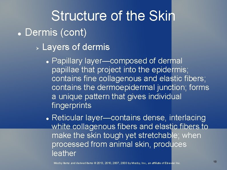 Structure of the Skin Dermis (cont) Layers of dermis Papillary layer—composed of dermal papillae