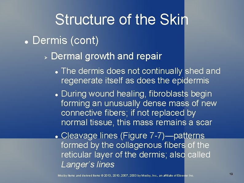 Structure of the Skin Dermis (cont) Dermal growth and repair The dermis does not