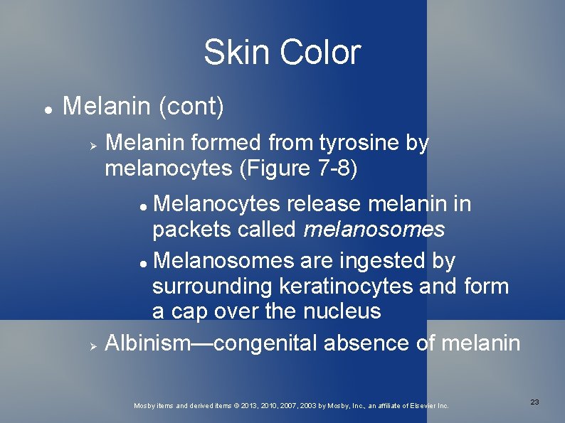 Skin Color Melanin (cont) Melanin formed from tyrosine by melanocytes (Figure 7 -8) Melanocytes