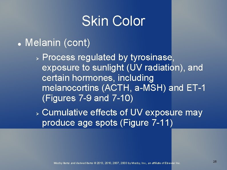 Skin Color Melanin (cont) Process regulated by tyrosinase, exposure to sunlight (UV radiation), and