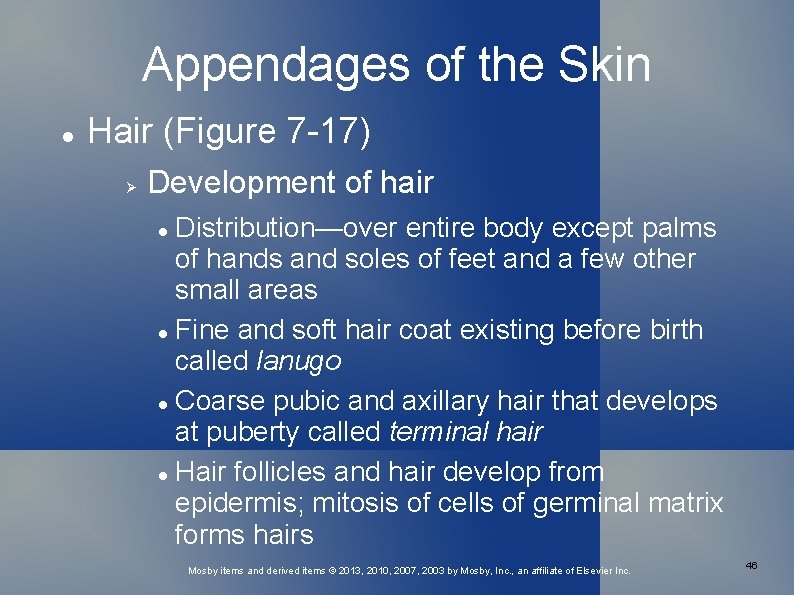 Appendages of the Skin Hair (Figure 7 -17) Development of hair Distribution—over entire body