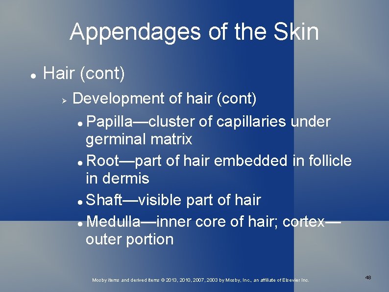 Appendages of the Skin Hair (cont) Development of hair (cont) Papilla—cluster of capillaries under