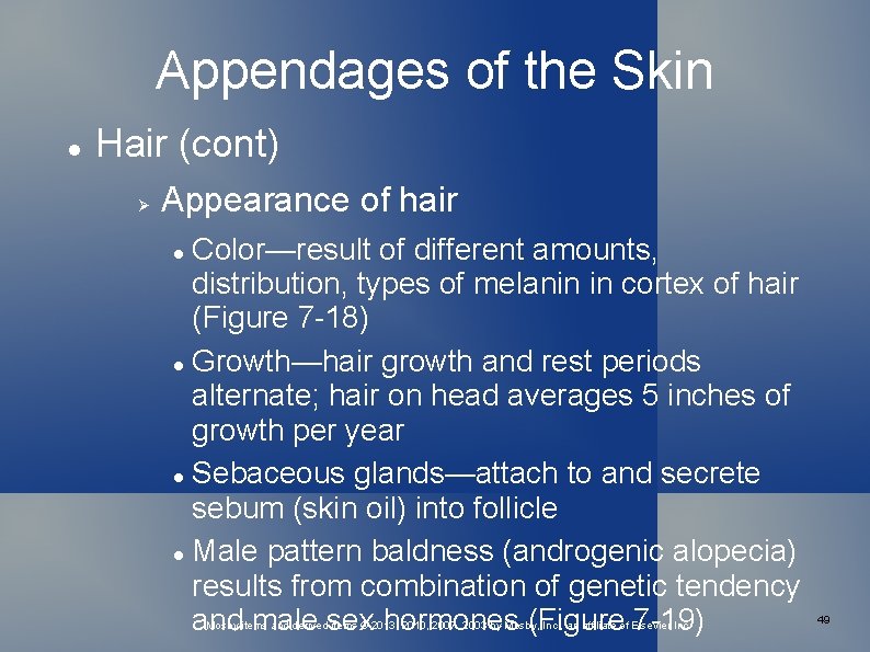 Appendages of the Skin Hair (cont) Appearance of hair Color—result of different amounts, distribution,