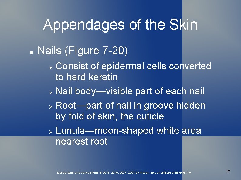 Appendages of the Skin Nails (Figure 7 -20) Consist of epidermal cells converted to