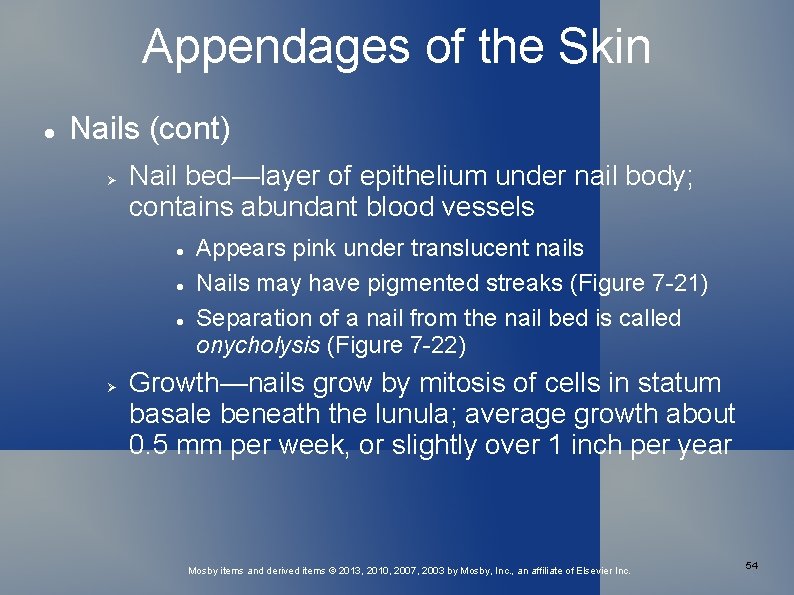 Appendages of the Skin Nails (cont) Nail bed—layer of epithelium under nail body; contains