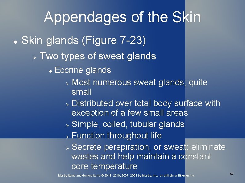 Appendages of the Skin glands (Figure 7 -23) Two types of sweat glands Eccrine