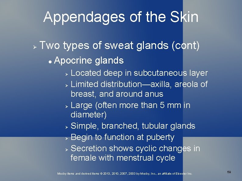 Appendages of the Skin Two types of sweat glands (cont) Apocrine glands Located deep