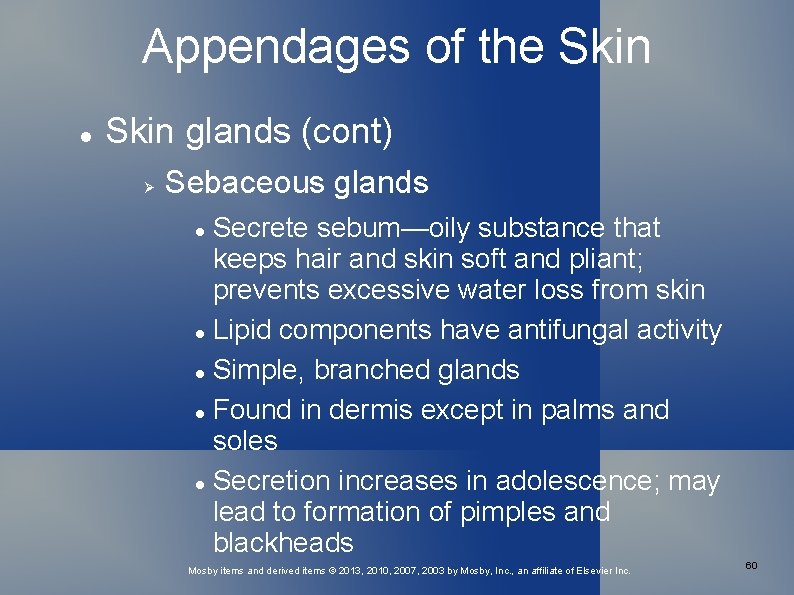 Appendages of the Skin glands (cont) Sebaceous glands Secrete sebum—oily substance that keeps hair