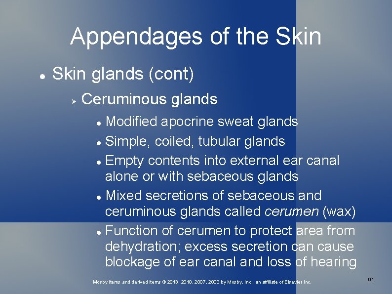 Appendages of the Skin glands (cont) Ceruminous glands Modified apocrine sweat glands Simple, coiled,