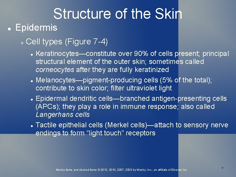 Structure of the Skin Epidermis Cell types (Figure 7 -4) Keratinocytes—constitute over 90% of