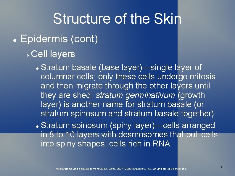 Structure of the Skin Epidermis (cont) Cell layers Stratum basale (base layer)—single layer of