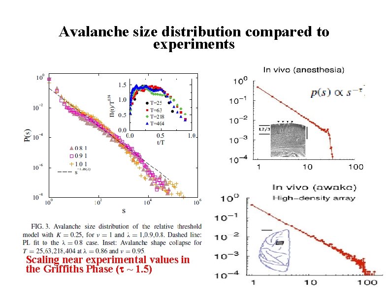 Avalanche size distribution compared to experiments Scaling near experimental values in the Griffiths Phase