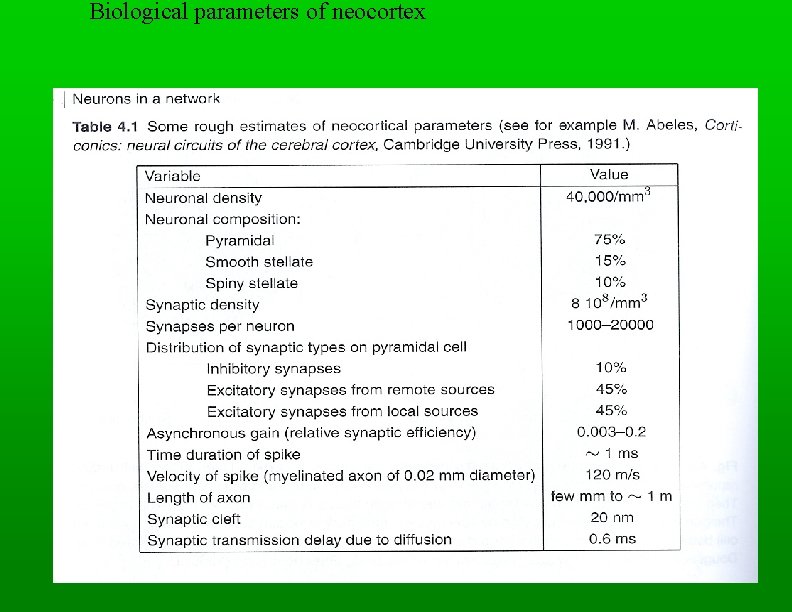 Biological parameters of neocortex 