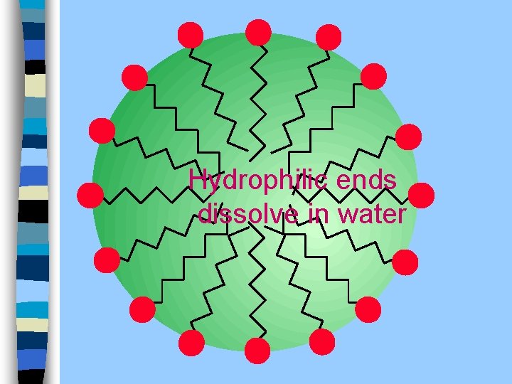 Hydrophilic ends dissolve in water 