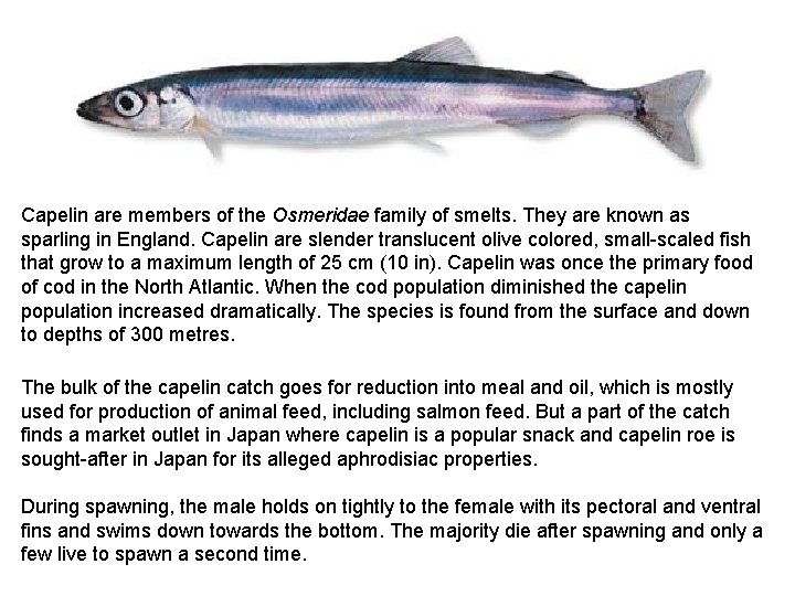 Capelin are members of the Osmeridae family of smelts. They are known as sparling