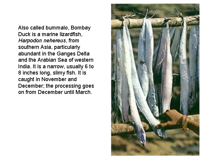 Also called bummalo, Bombay Duck is a marine lizardfish, Harpodon nehereus, from southern Asia,