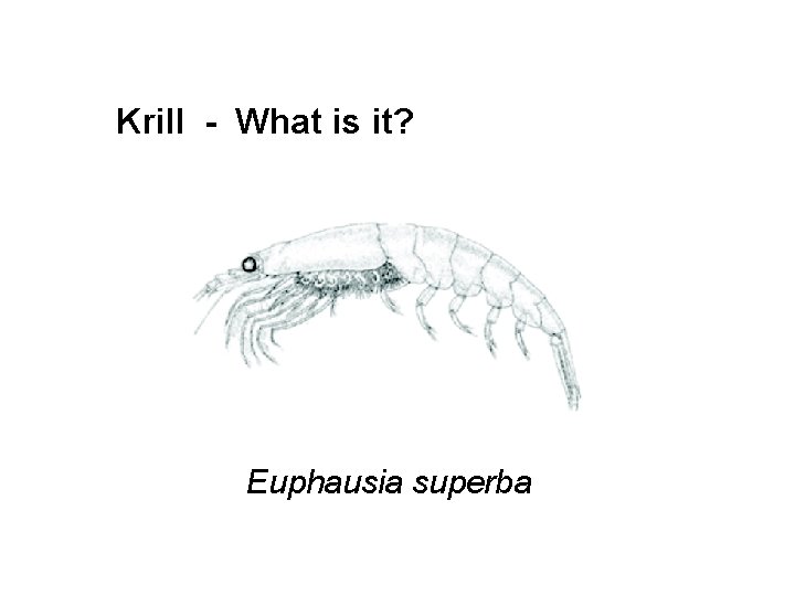 Krill - What is it? Euphausia superba 