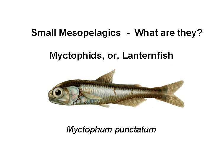 Small Mesopelagics - What are they? Myctophids, or, Lanternfish Myctophum punctatum 