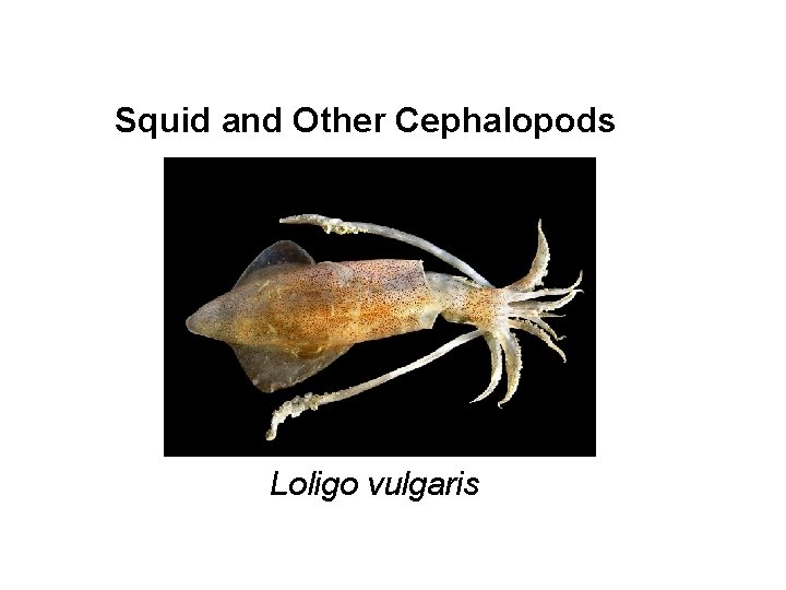 Squid and Other Cephalopods Loligo vulgaris 