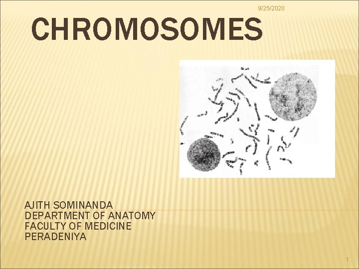 9/25/2020 CHROMOSOMES AJITH SOMINANDA DEPARTMENT OF ANATOMY FACULTY OF MEDICINE PERADENIYA 1 