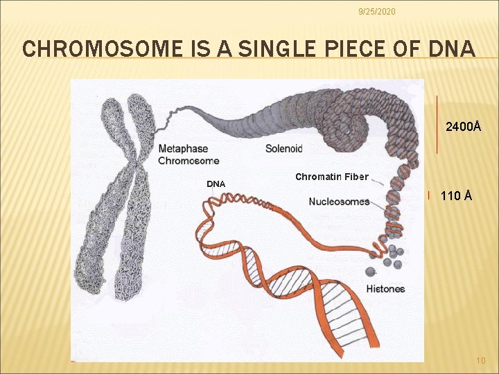 9/25/2020 CHROMOSOME IS A SINGLE PIECE OF DNA 2400Å 110 Å 10 