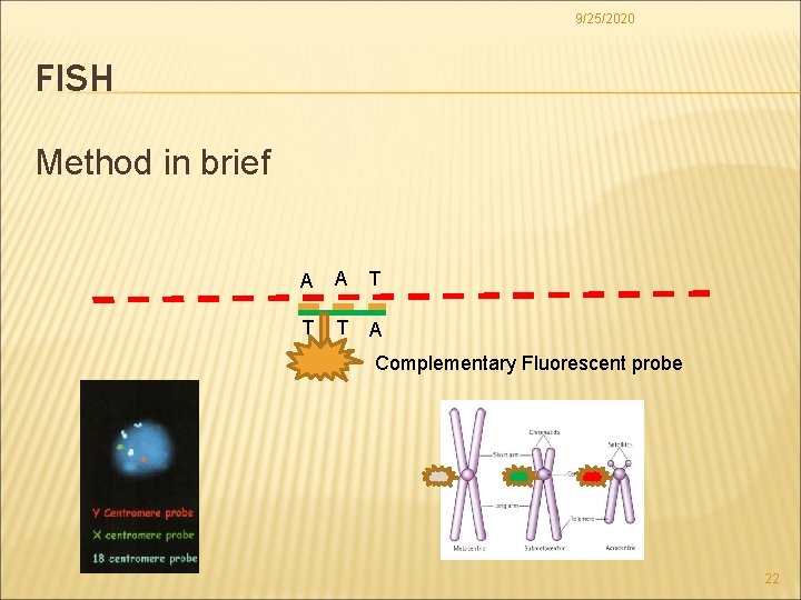 9/25/2020 FISH Method in brief A A T T T A Complementary Fluorescent probe