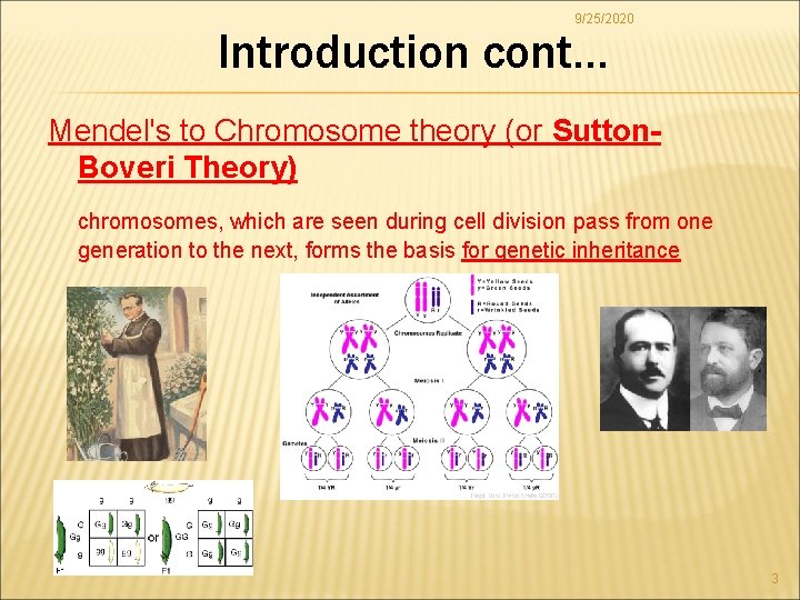 9/25/2020 Introduction cont… Mendel's to Chromosome theory (or Sutton. Boveri Theory) chromosomes, which are