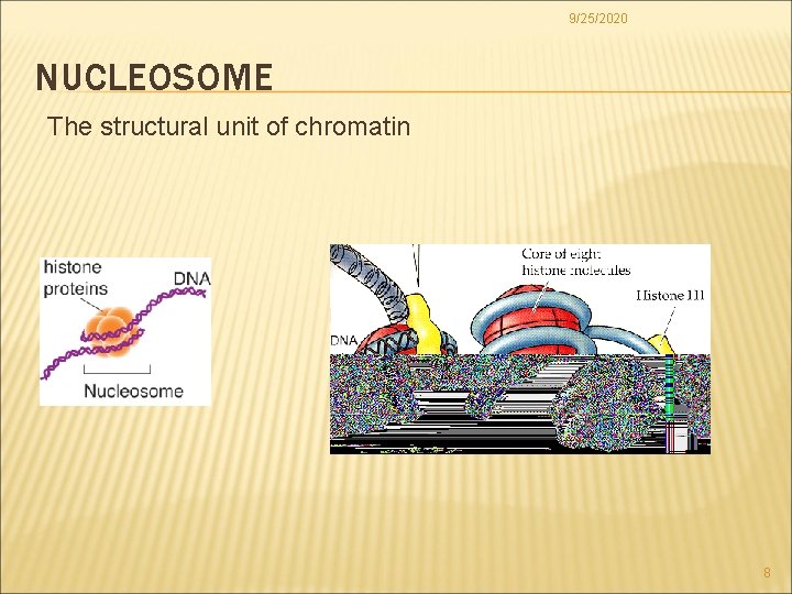 9/25/2020 NUCLEOSOME The structural unit of chromatin 8 