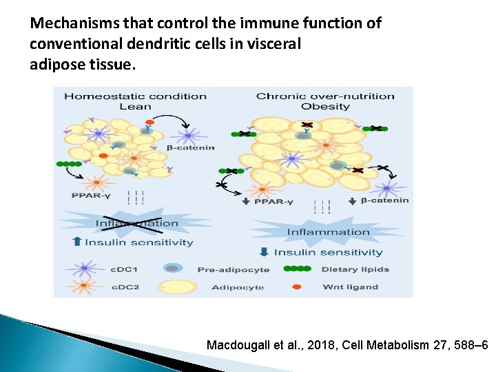 Mechanisms that control the immune function of conventional dendritic cells in visceral adipose tissue. Mechanisms that control the immune function of conventional dendritic cells in visceral adipose tissue.