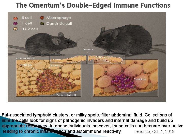 The Omentum’s Double-Edged Immune Functions Fat-associated lymphoid clusters, or milky spots, filter abdominal fluid. The Omentum’s Double-Edged Immune Functions Fat-associated lymphoid clusters, or milky spots, filter abdominal fluid.