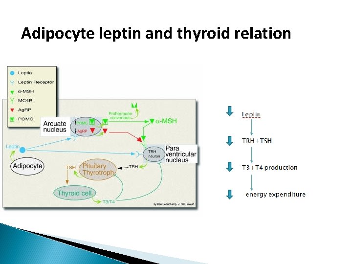 Adipocyte leptin and thyroid relation Adipocyte leptin and thyroid relation