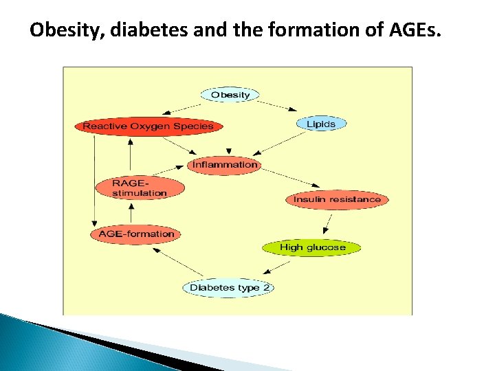 Obesity, diabetes and the formation of AGEs. Obesity, diabetes and the formation of AGEs.