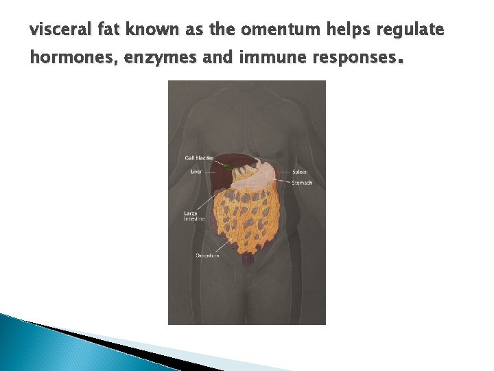visceral fat known as the omentum helps regulate hormones, enzymes and immune responses. visceral fat known as the omentum helps regulate hormones, enzymes and immune responses.