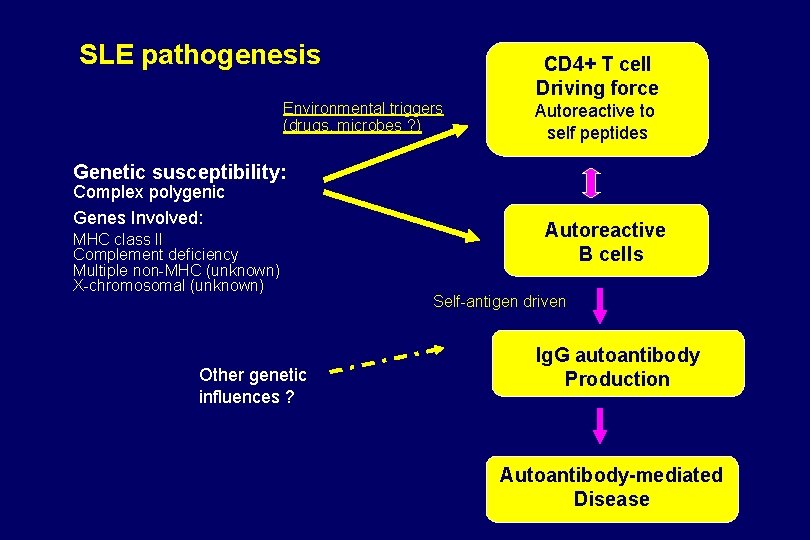 SLE pathogenesis Environmental triggers (drugs, microbes ? ) CD 4+ T cell Driving force