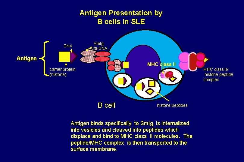 Antigen Presentation by B cells in SLE DNA Sm. Ig Anti-DNA Antigen MHC class