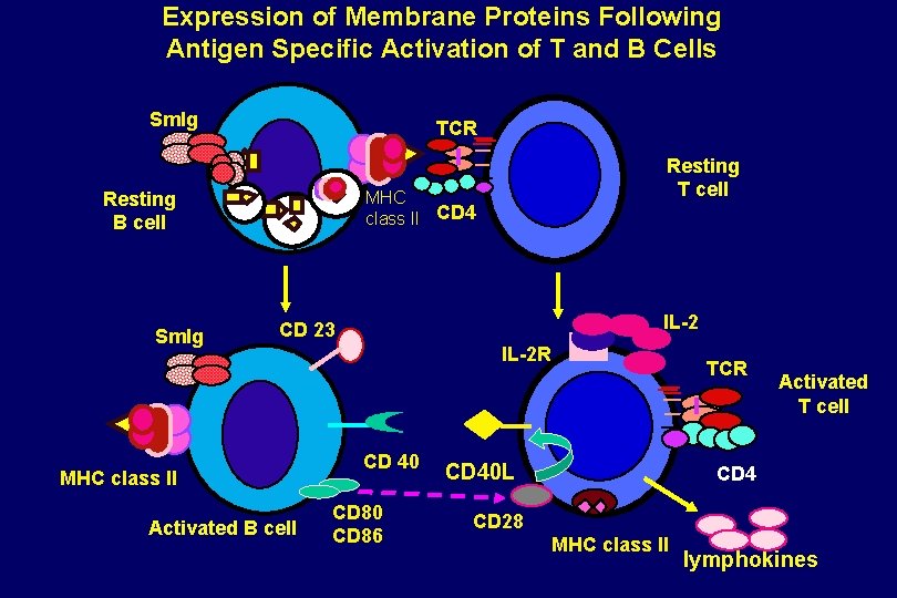 Expression of Membrane Proteins Following Antigen Specific Activation of T and B Cells Sm.