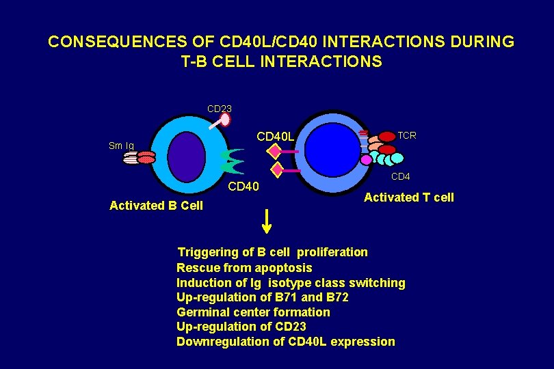 CONSEQUENCES OF CD 40 L/CD 40 INTERACTIONS DURING T-B CELL INTERACTIONS CD 23 CD