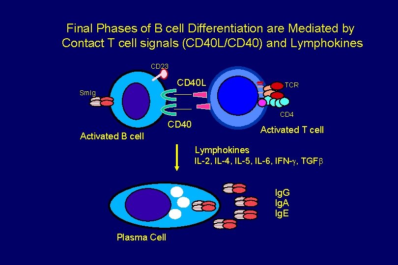 Final Phases of B cell Differentiation are Mediated by Contact T cell signals (CD