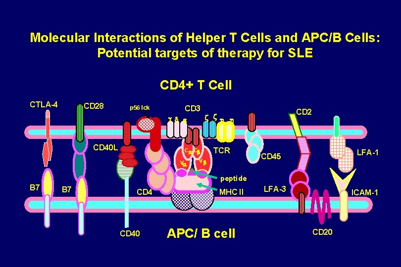 Molecular Interactions of Helper T Cells and APC/B Cells: Potential targets of therapy for