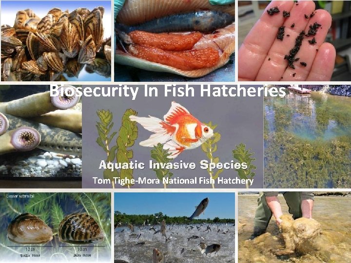 Biosecurity In Fish Hatcheries Tom Tighe-Mora National Fish Hatchery 