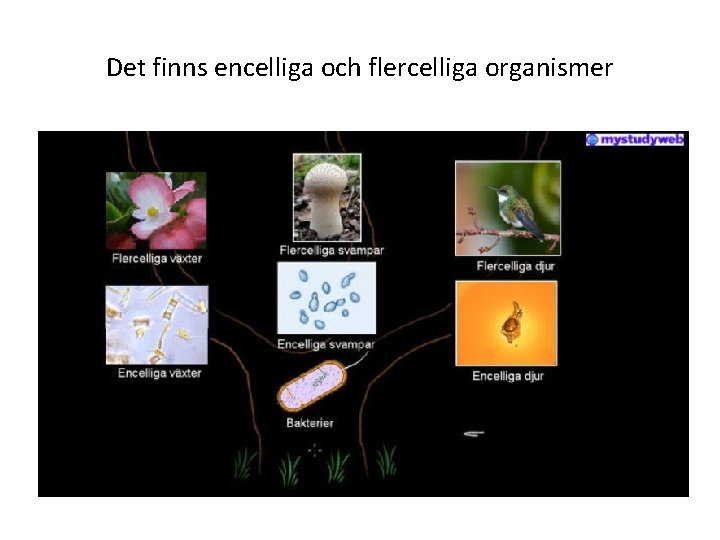 Det finns encelliga och flercelliga organismer 