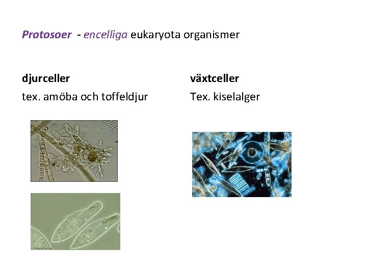 Protosoer - encelliga eukaryota organismer djurceller växtceller tex. amöba och toffeldjur Tex. kiselalger 