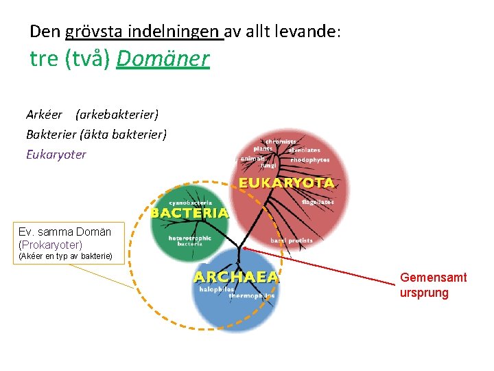 Den grövsta indelningen av allt levande: tre (två) Domäner Arkéer (arkebakterier) Bakterier (äkta bakterier)
