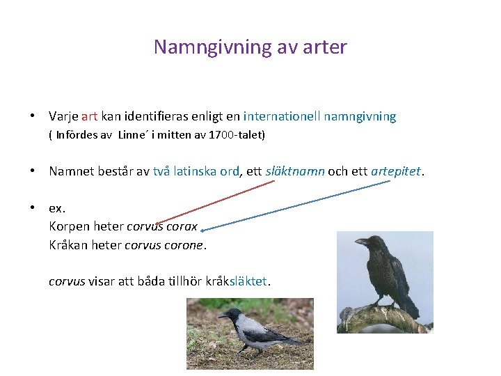 Namngivning av arter • Varje art kan identifieras enligt en internationell namngivning ( Infördes