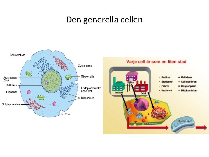 Den generella cellen 