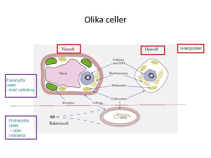 Olika celler svampceller Eukaryota celler - med cellkärna Prokaryota celler – utan cellkärna 