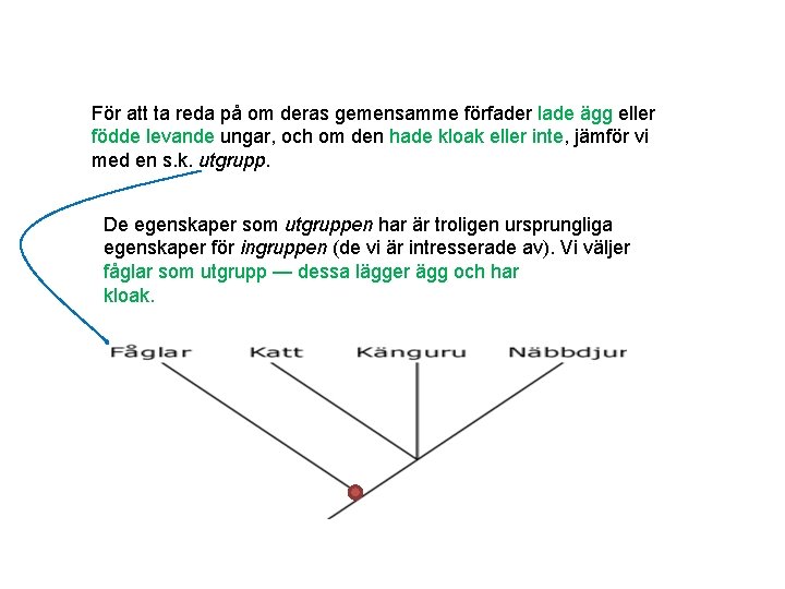 För att ta reda på om deras gemensamme förfader lade ägg eller födde levande