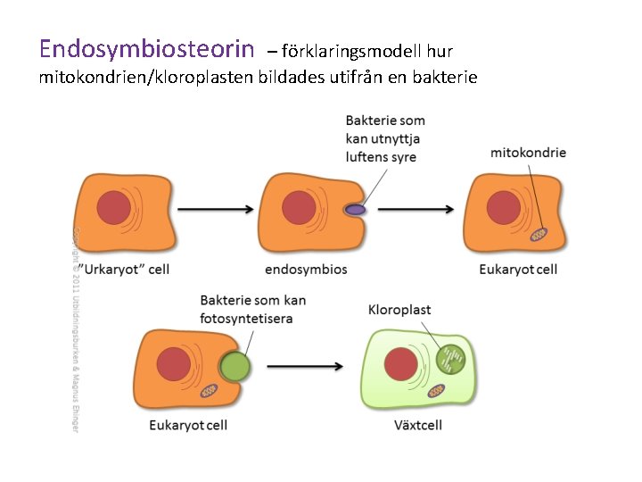 Endosymbiosteorin – förklaringsmodell hur mitokondrien/kloroplasten bildades utifrån en bakterie 